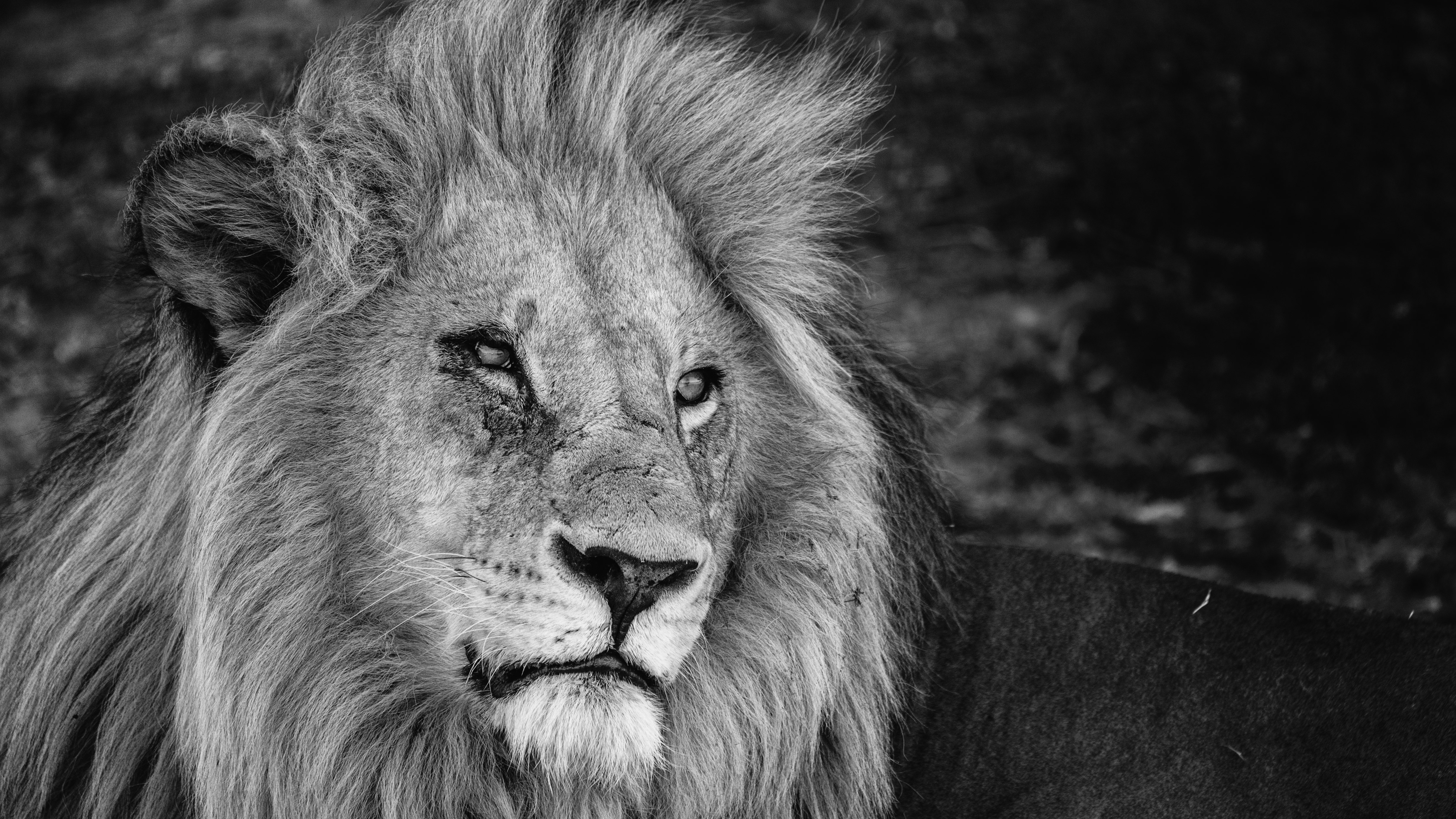 lion lying on black textile